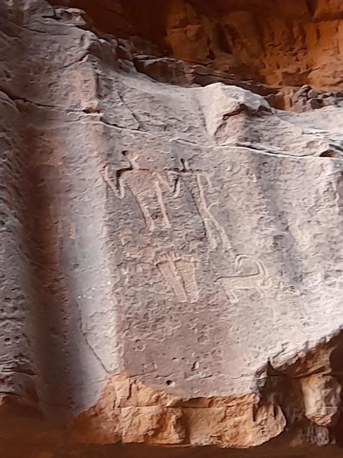 Wadi Rum Camels Camp Exterior foto