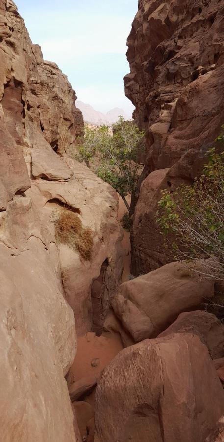Wadi Rum Camels Camp Exterior foto
